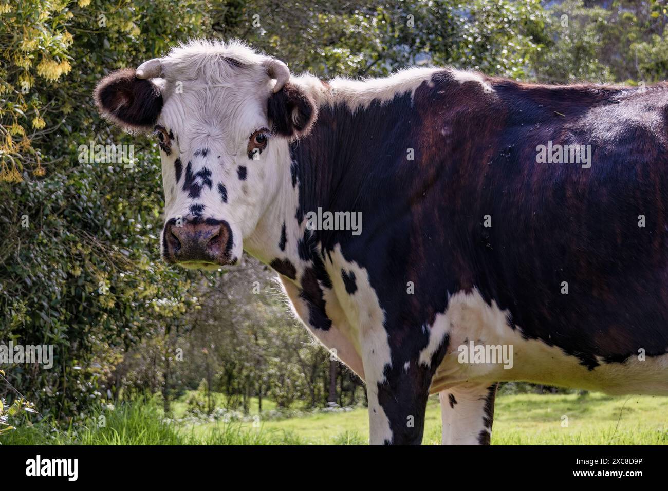 Portrait en gros plan d'une jeune vache rouge et blanche, regardant la caméra, capturée dans une ferme dans les montagnes andines orientales du centre de la Colombie. Banque D'Images