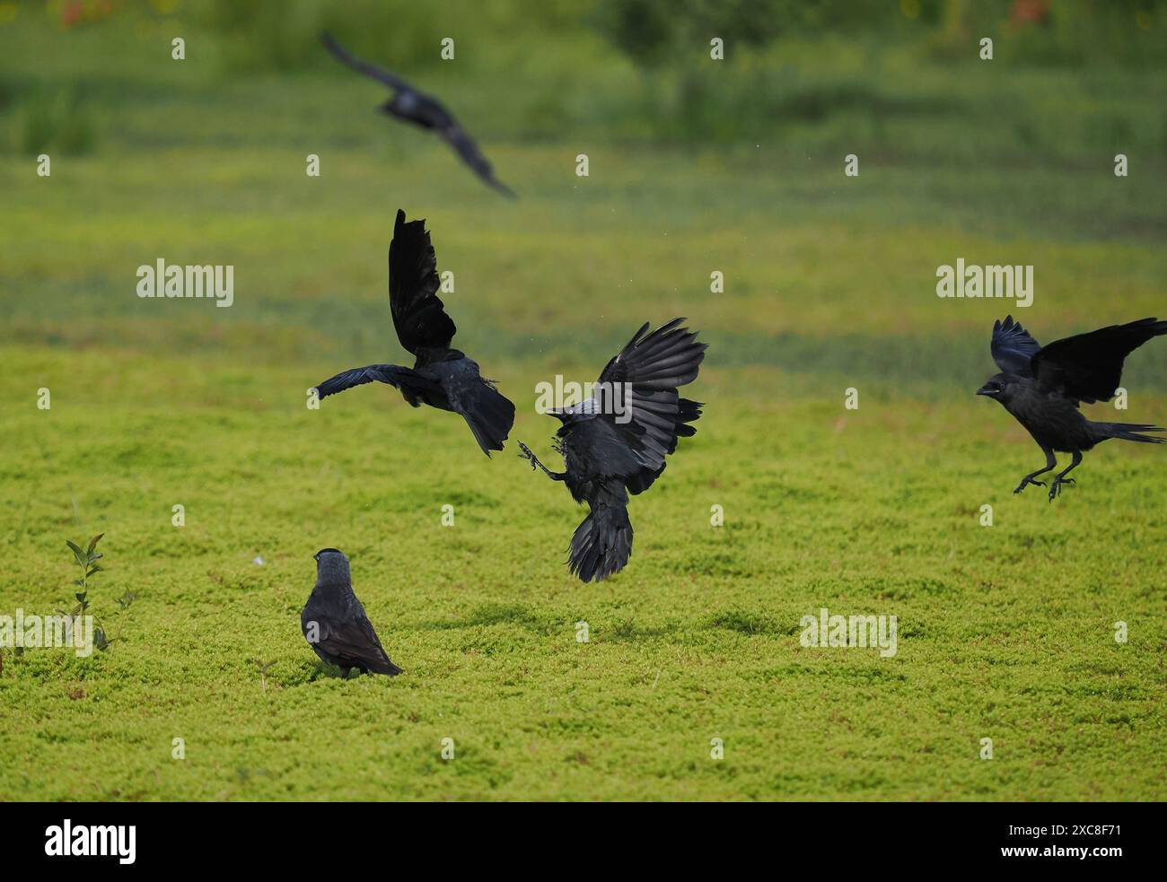 Une démonstration d'agressivité entre 2 jackdaws, peu fréquente avec cette espèce grégaire. Banque D'Images