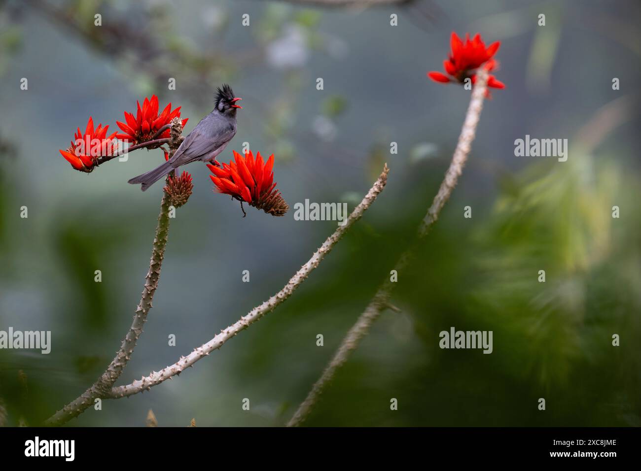 Bulbul noir de l'Himalaya chantant sur l'arbre de corail Banque D'Images