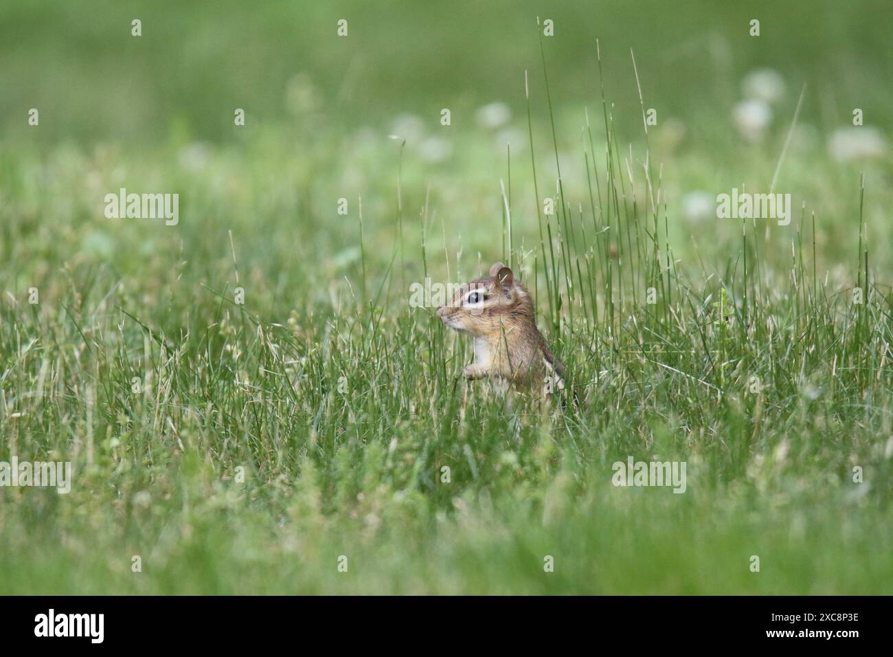 Est Chipmunk Tamias striatus assis dans une pelouse de banlieue en été Banque D'Images