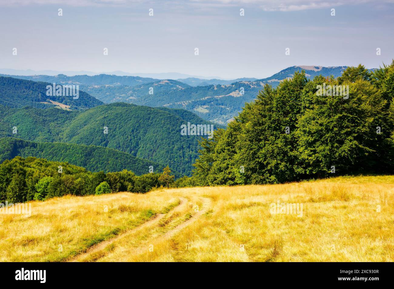 paysage vallonné de transcarpathie, ukraine à la fin de l'été. paysage naturel des montagnes des carpates avec des collines boisées à la lumière du jour. étroit p Banque D'Images