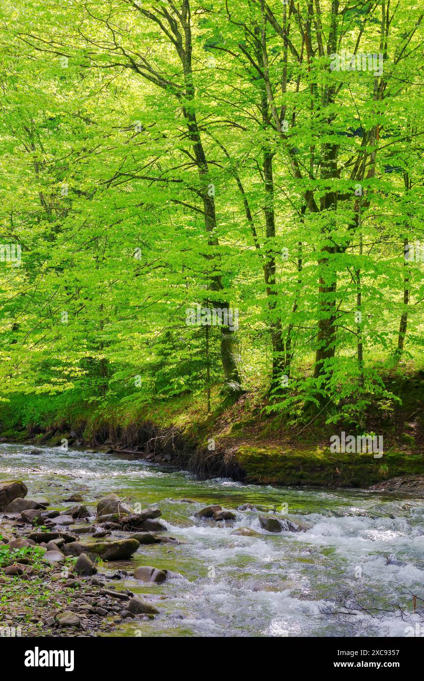 ruisseau d'eau parmi les pierres dans la forêt de hêtres . paysage naturel vert au printemps par une journée ensoleillée. beauté de la nature des carpates Banque D'Images