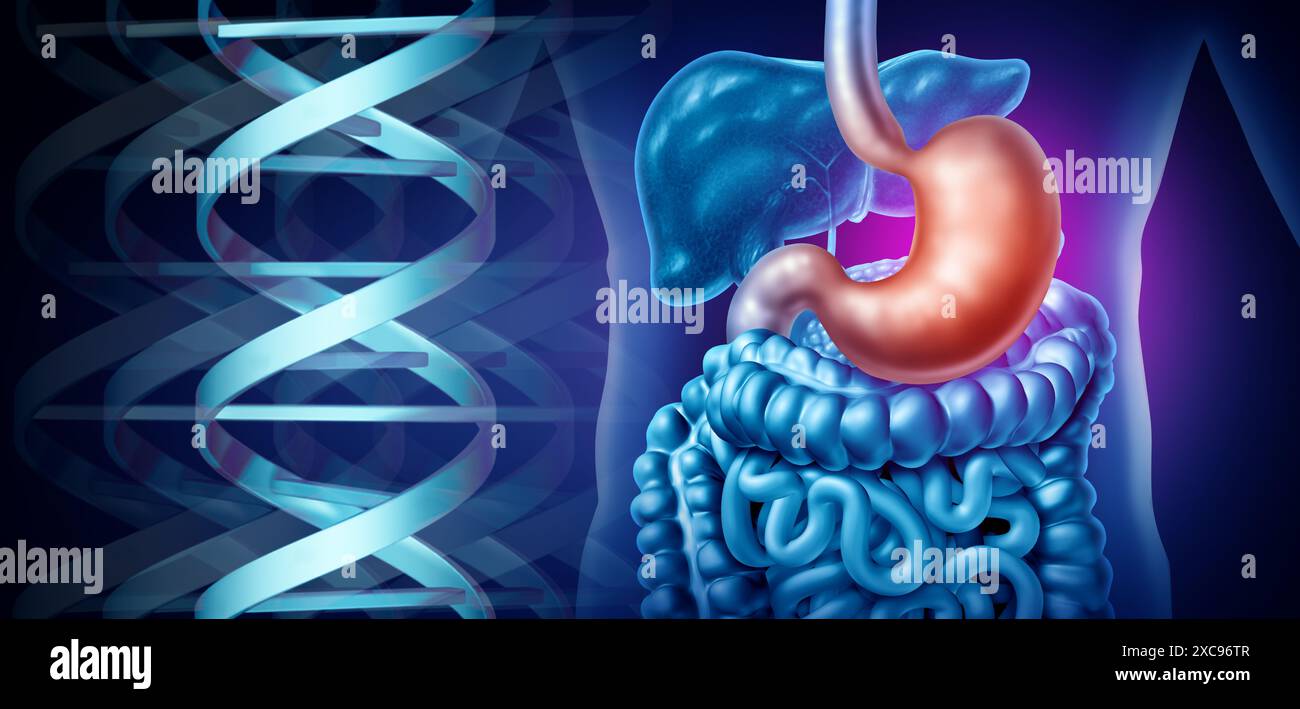 Troubles génétiques de l'estomac et cancer gastrique héréditaire ou ADN et système digestif en tant que maladie médicale et gastro-intestinale influencée par les gènes Banque D'Images