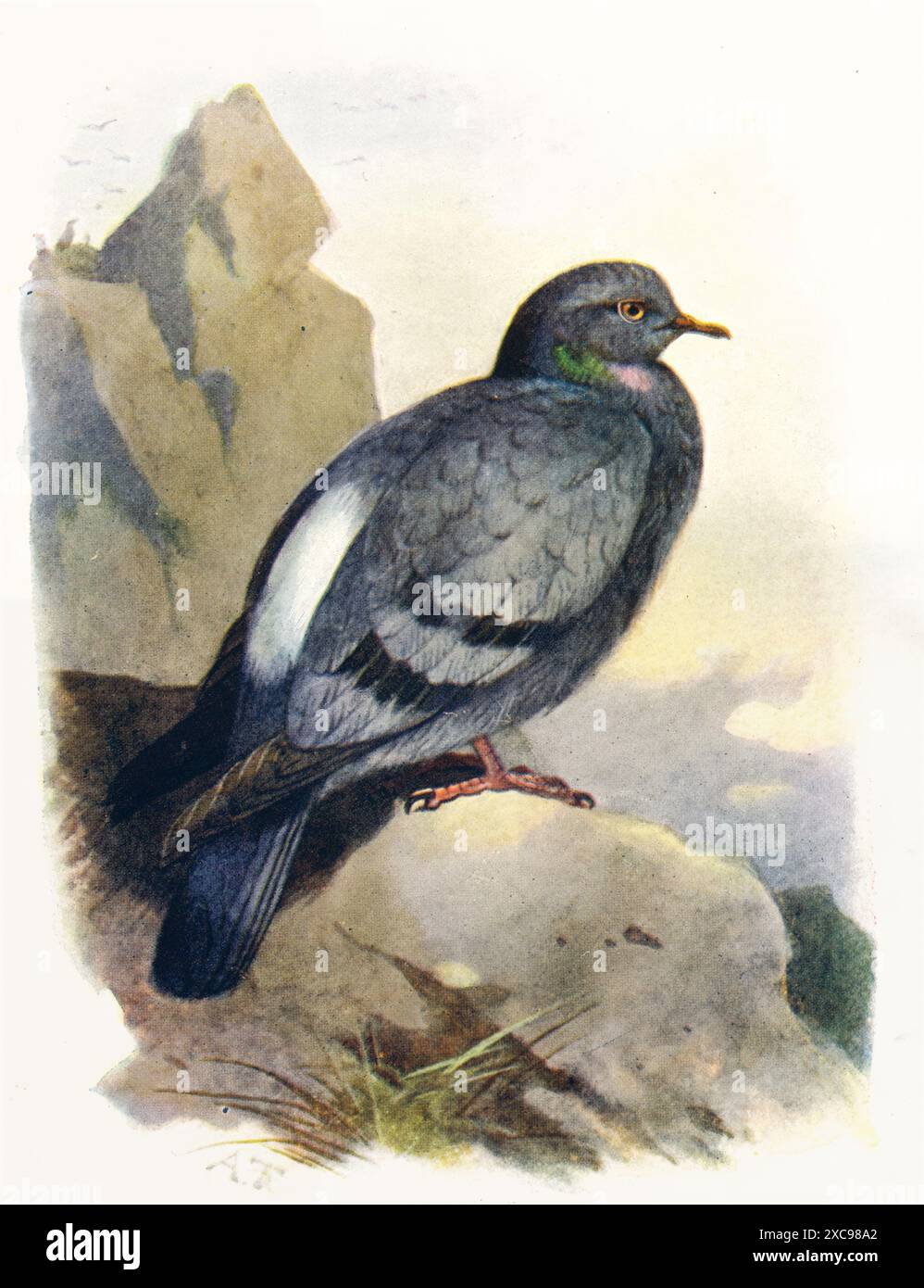 Colombe rocheuse (Columba Livia), illustration couleur du XIXe siècle tirée d'une publication ornithologique victorienne Banque D'Images