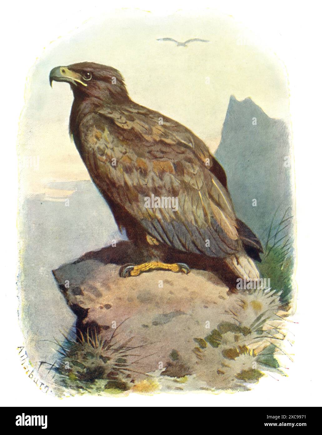 Illustration en couleur d'Eagle Bird à queue blanche du XIXe siècle Banque D'Images
