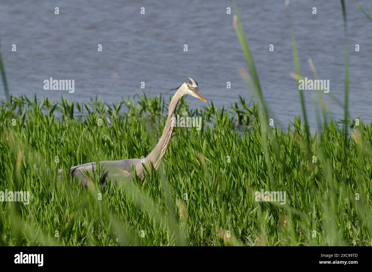 Le Grand Héron, Ardea herodias Banque D'Images