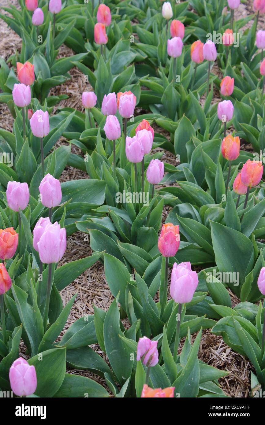 Tulipe « Candy Prince » et « Salmon Prince » Banque D'Images