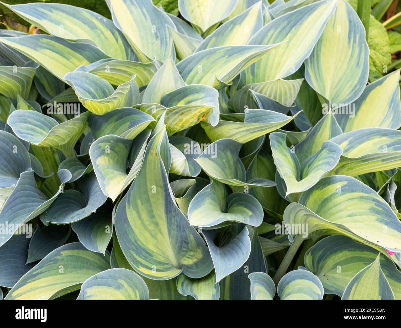 Une usine hôtelière à Holehird Gardens, Windermere, Lake District, Royaume-Uni. Banque D'Images