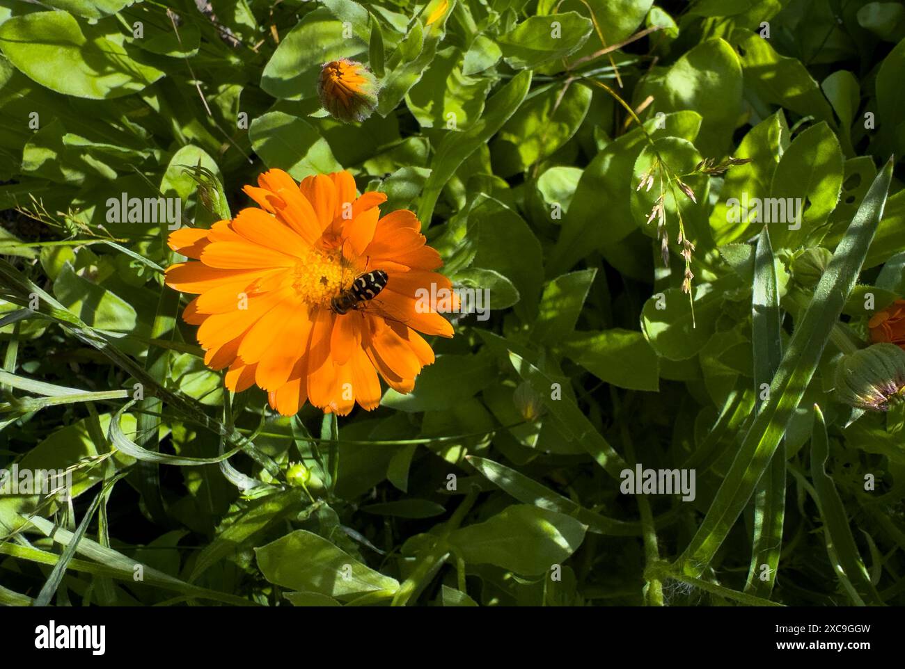 abeille sur une fleur d'oranger dans le jardin Banque D'Images