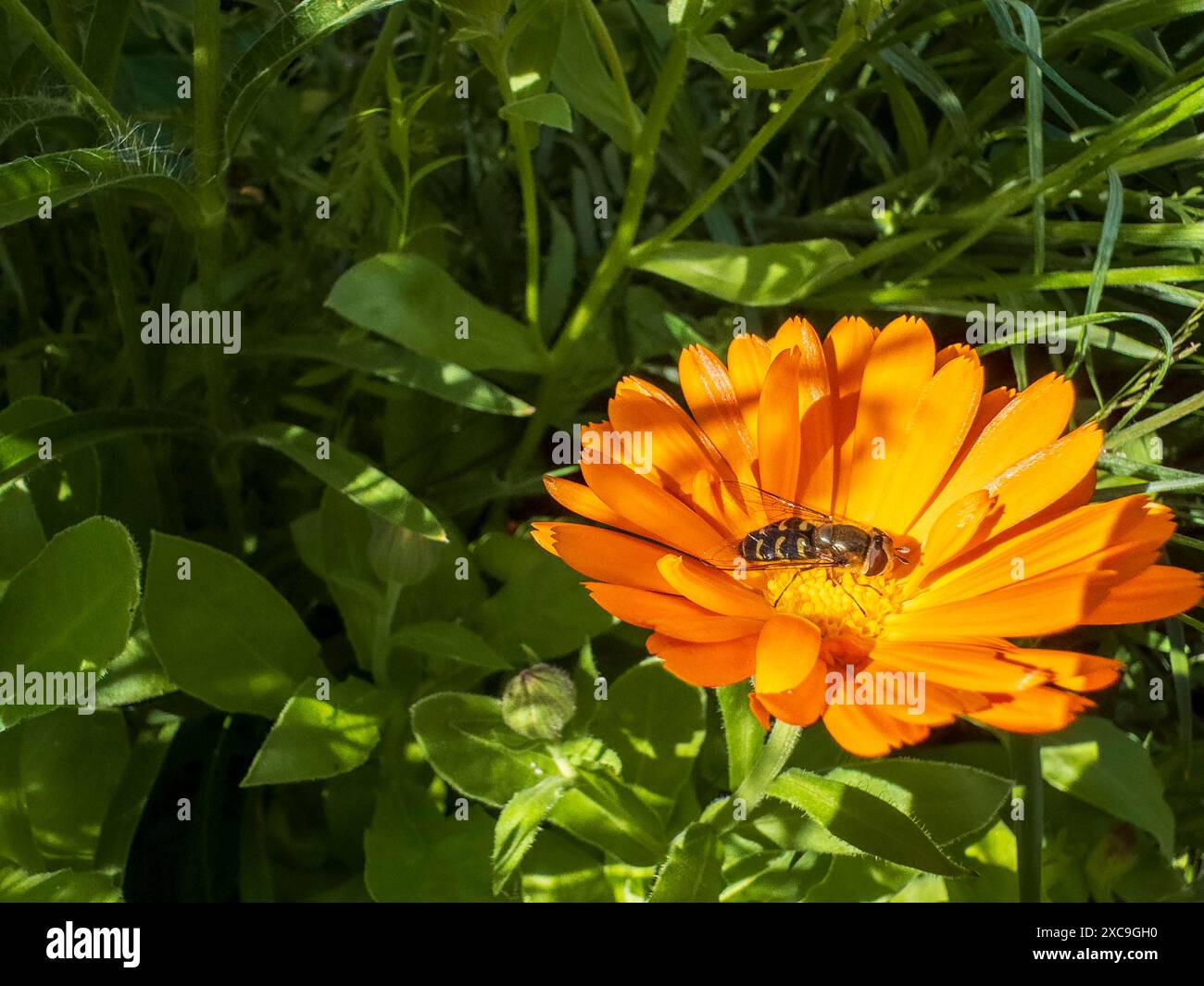 abeille sur une fleur d'oranger dans le jardin Banque D'Images