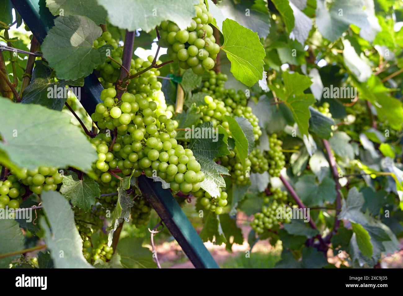 Beaucoup de grappes luxuriantes avec de petits raisins verts parmi le feuillage. Début de l'été dans le vignoble - gros plan des raisins formés. Banque D'Images