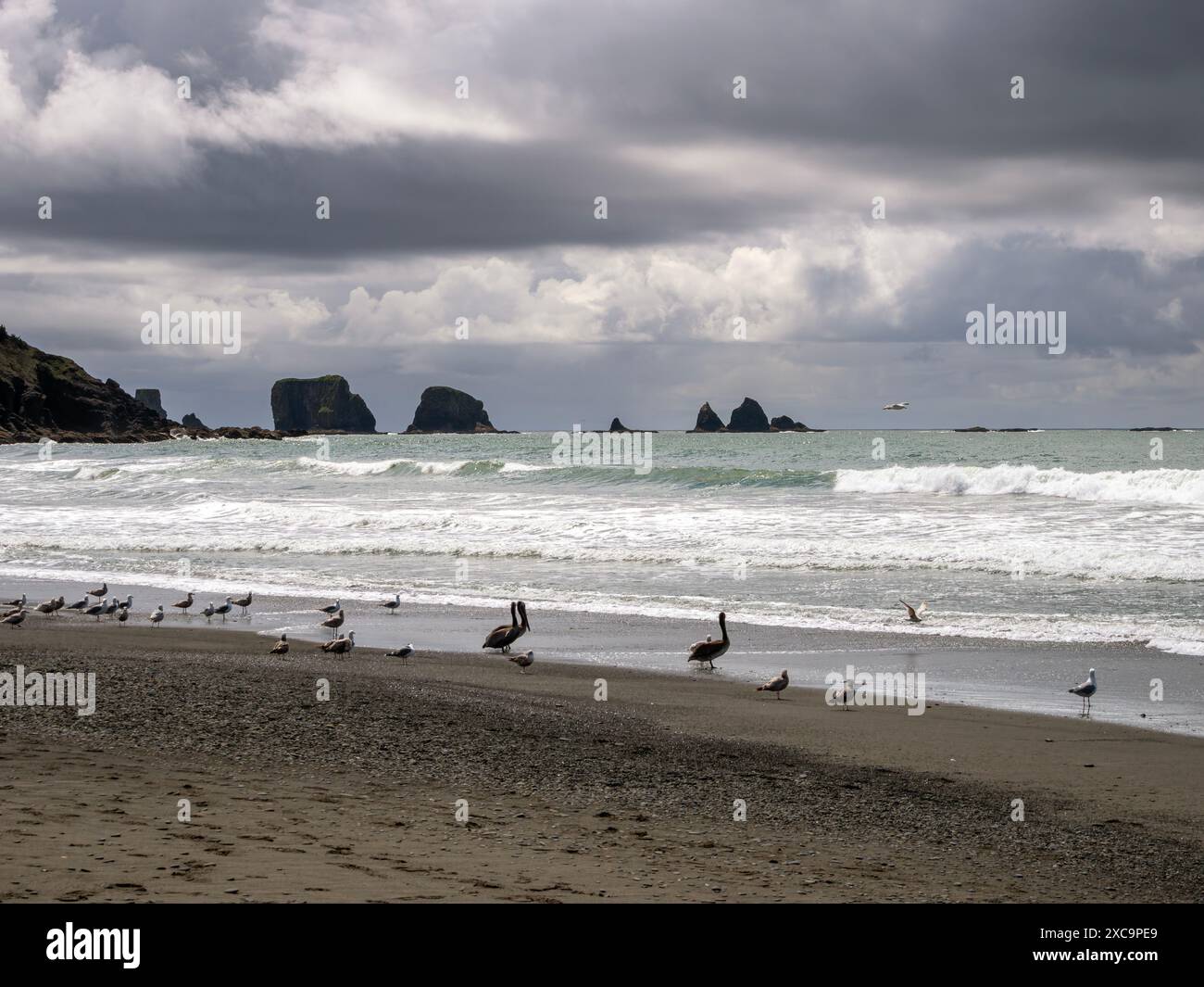 WA25354-00...WASHINGTON - mouettes et pélicans sur First Beach sur la côte Pacifique à la Push. Banque D'Images