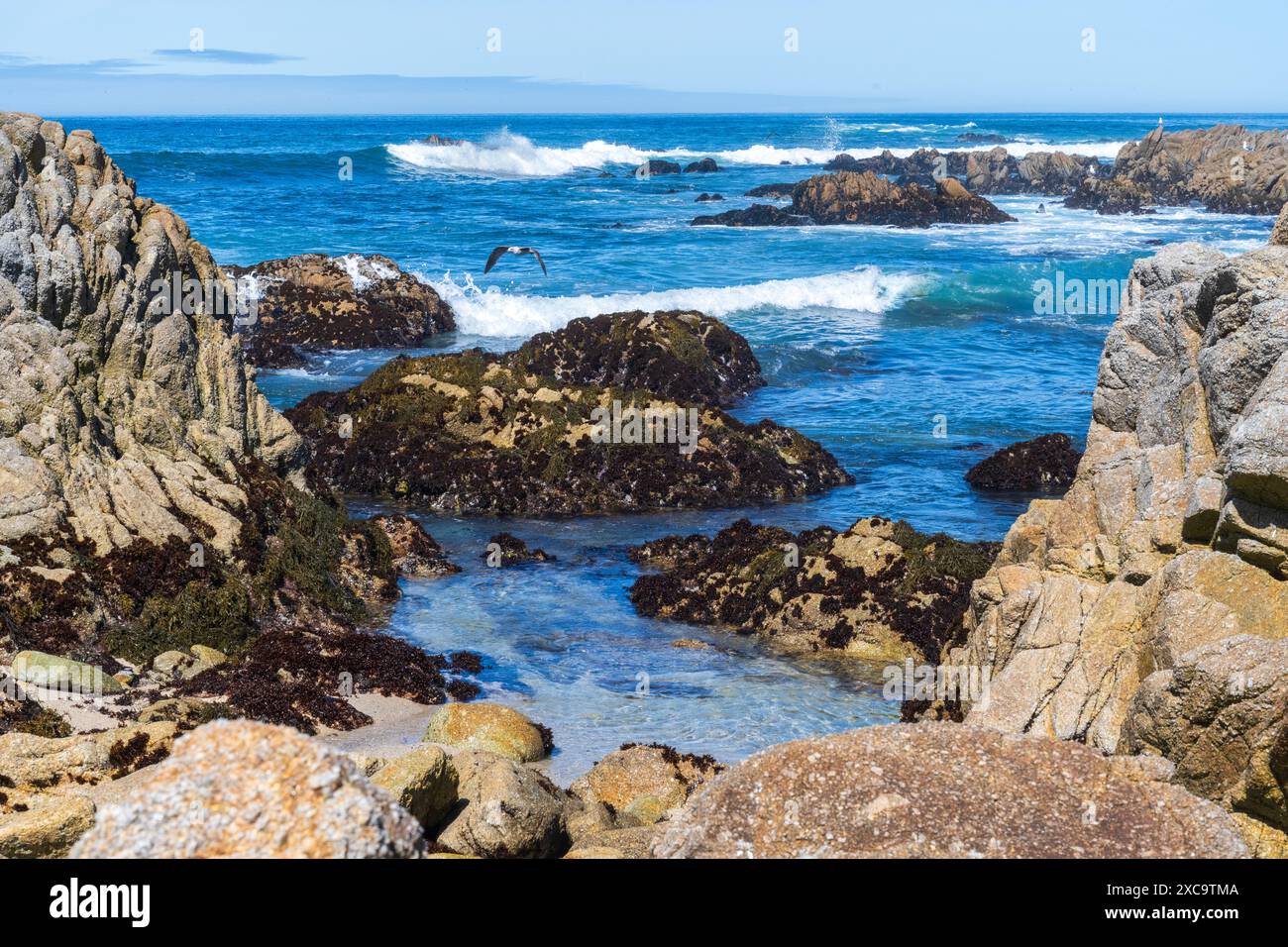 Monterey Bay, Californie, côte avec des oiseaux dans une alcôve une journée ensoleillée. Banque D'Images
