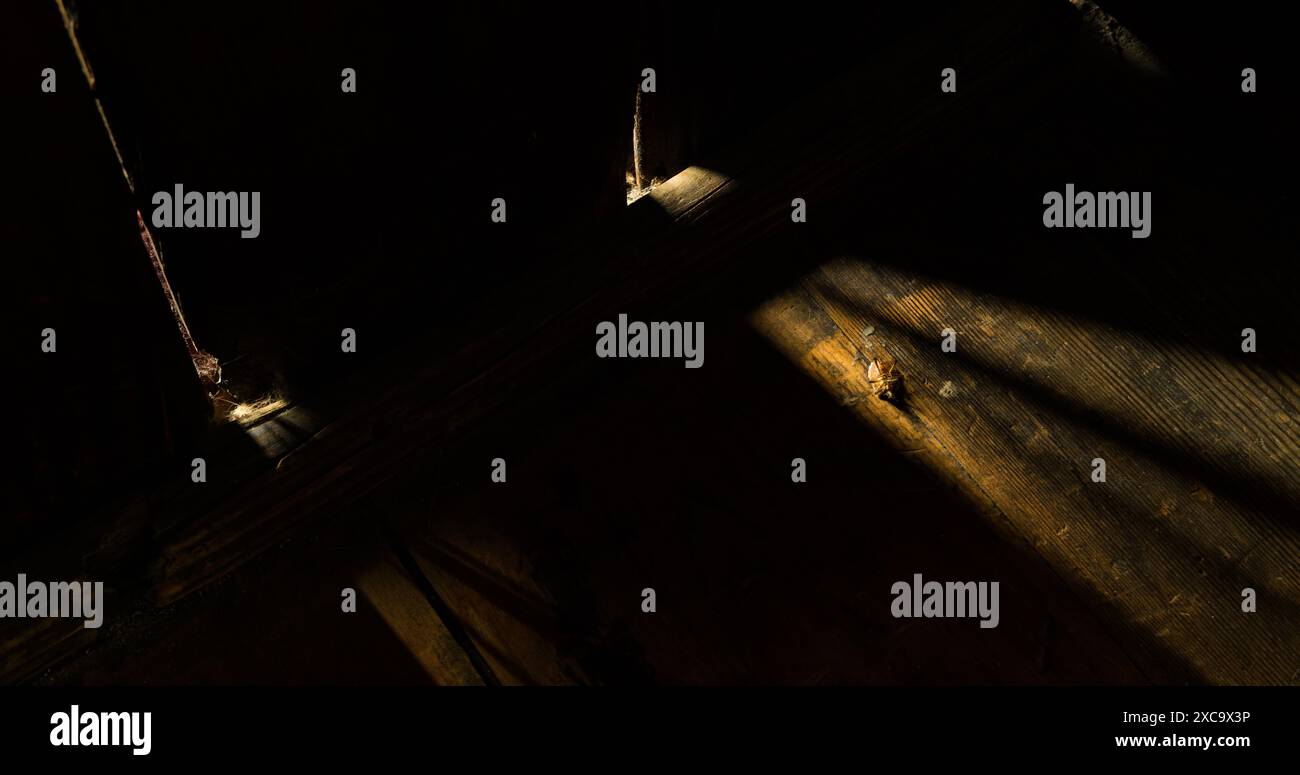 Nature morte d'un insecte de bouclier décédé baigné dans une douce piscine de lumière influencée par le chiaroscuro. Banque D'Images