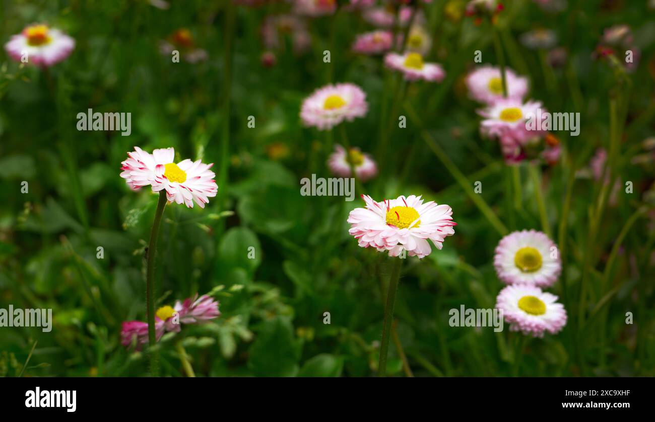 Marguerite blanche rose anglaise ou bellis perennis ou Marguerite commune, fond d'herbe verte, fleurs sauvages au printemps, belle mise au point sélective de prairie Banque D'Images