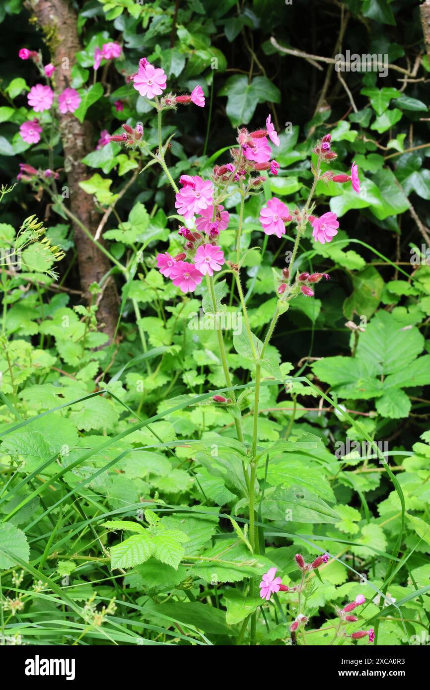Campion rouge (Silene dioica) dans les prairies des Cotswold Hills. Gloucestershire Royaume-Uni Banque D'Images