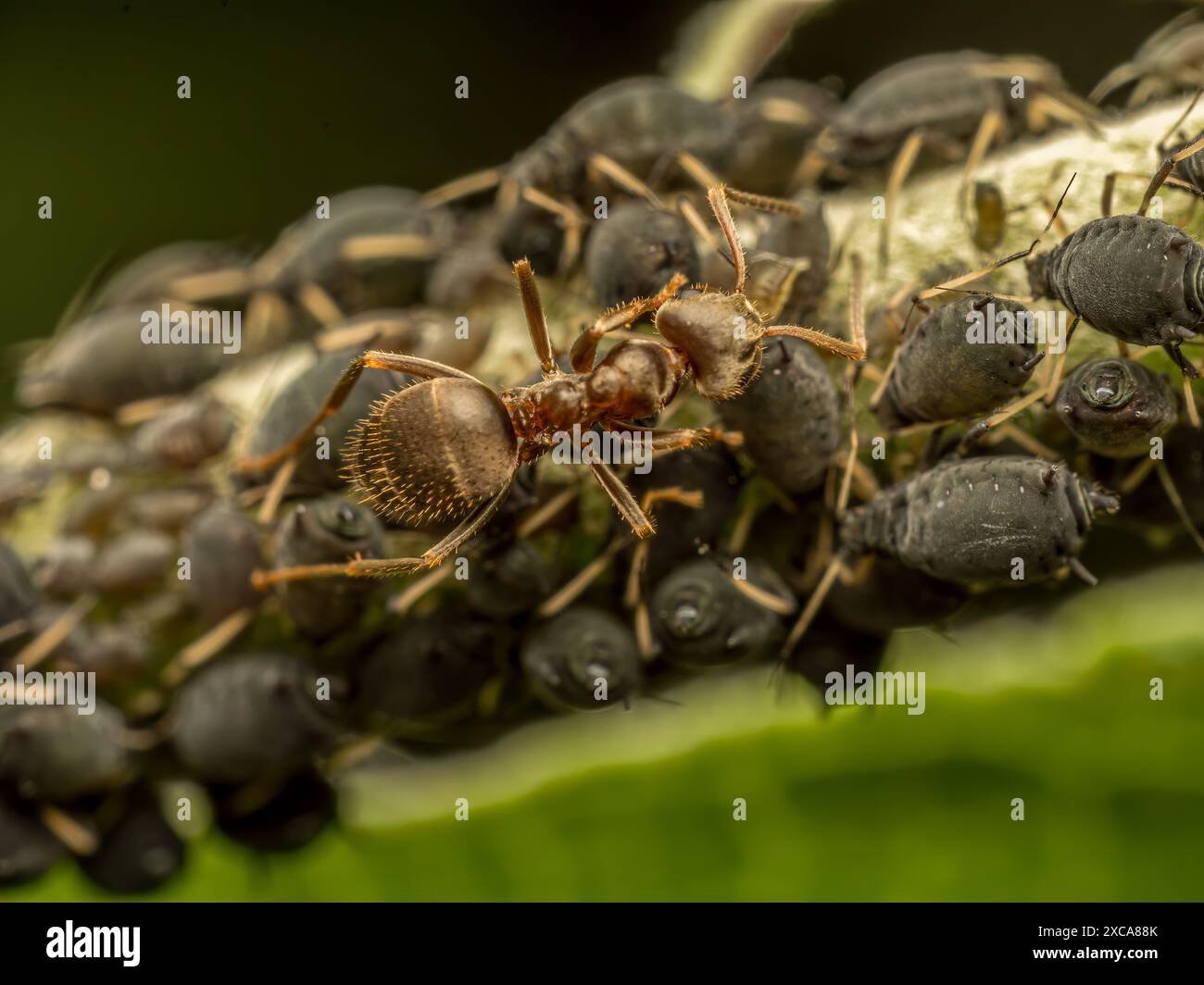 Gros plan de colonie de pucerons et de fourmi brune Banque D'Images