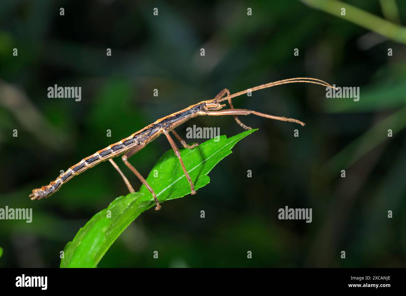 Mâle de l'insecte Walkingstick à deux rayures australes (Anisomorpha buprestoides), Galveston, Texas, États-Unis. Banque D'Images