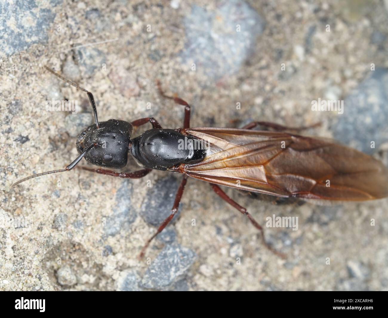 Camponotus espèce charpentier reine, probablement Camponotus modoc ou C. herculeanus Banque D'Images