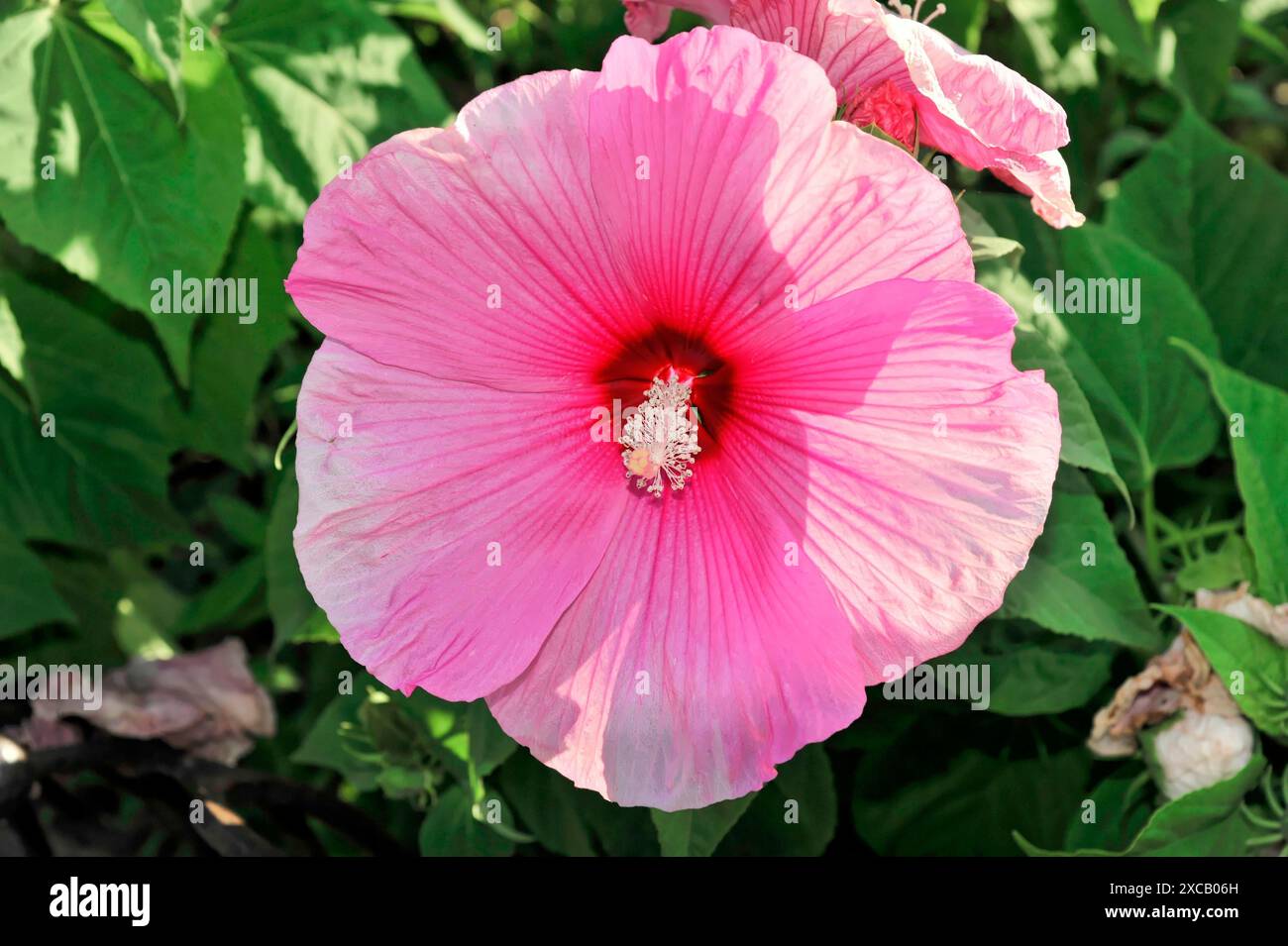 Hibisques (Hibiscus), Florence, Toscane, Italie, Europe, gros plan d'une grande fleur d'hibiscus rose avec un centre rouge intense Banque D'Images
