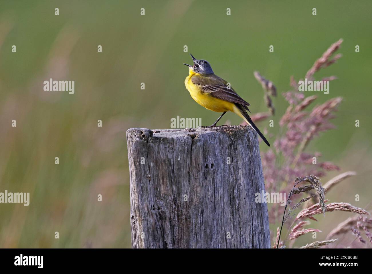 Wtail jaune occidental (Motacilla flava), mâle debout sur un poteau en bois et chantant, Schleswig-Holstein, Allemagne Banque D'Images