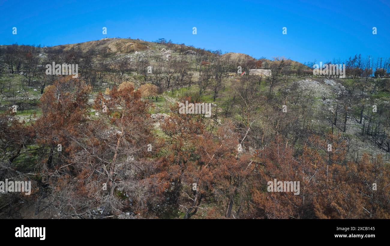 Image de drone, au-dessus de Kiotari, panorama d'une colline brûlée et paysage forestier par une journée claire et ensoleillée, feux de forêt, été 2023, dégâts causés par les incendies de forêt Banque D'Images