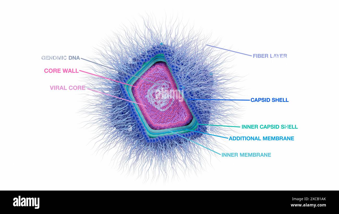 Illustration du catovirus (CATV) Naegleria ou du virus Naegleria (NV). Il s'agit d'un virus géant à ADN nucléocytoplasmique (acide désoxyribonucléique) qui peut détruire Naegleria fowleri, l'amibe mangeuse de cerveau. Banque D'Images