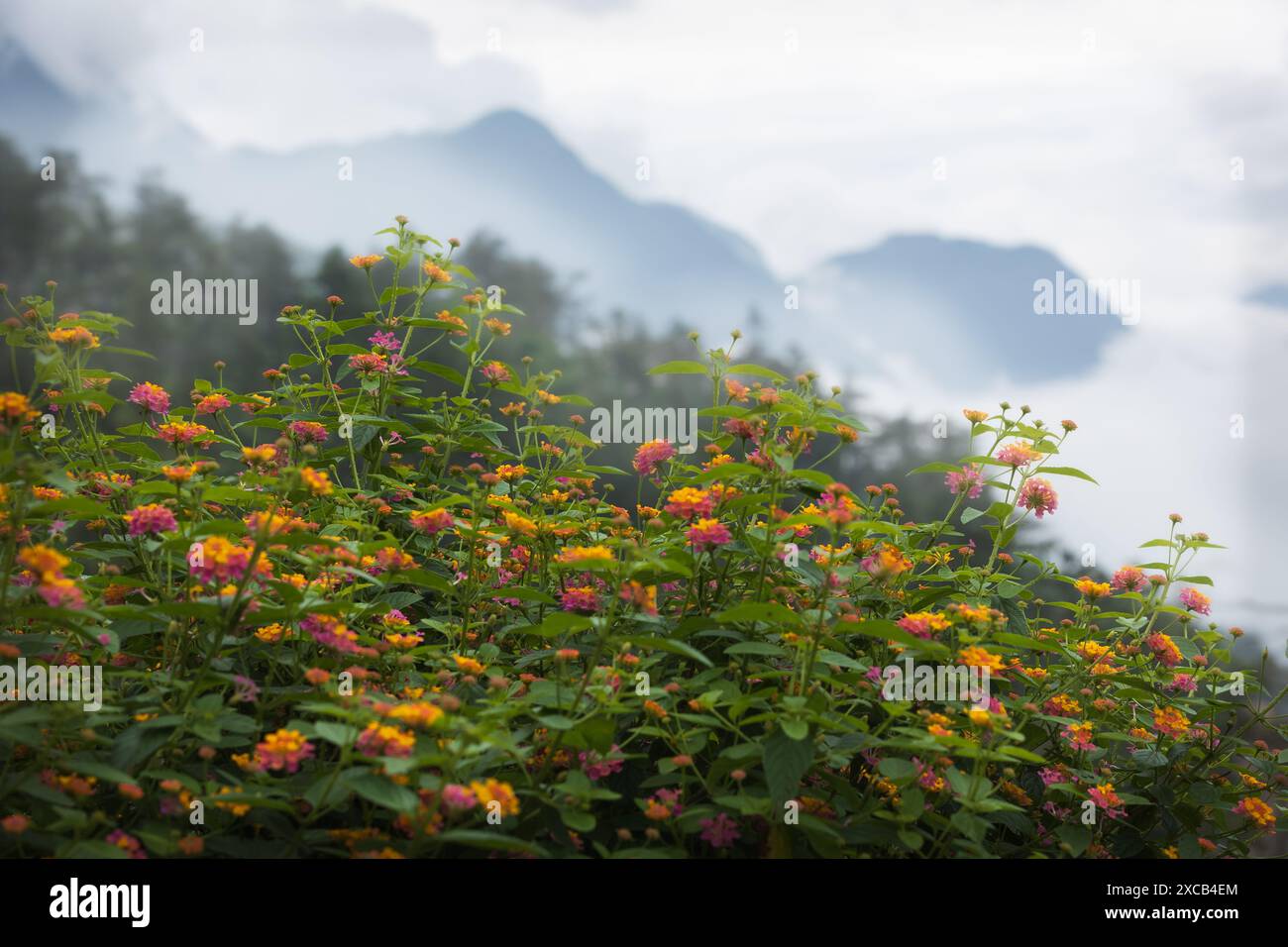 Fleurs sauvages avec fond de montagne à Sapa. Fleurs sauvages printanières dans le nord-ouest du Vietnam. paysage avec des fleurs sauvages. Nature matinale brumeuse. Banque D'Images