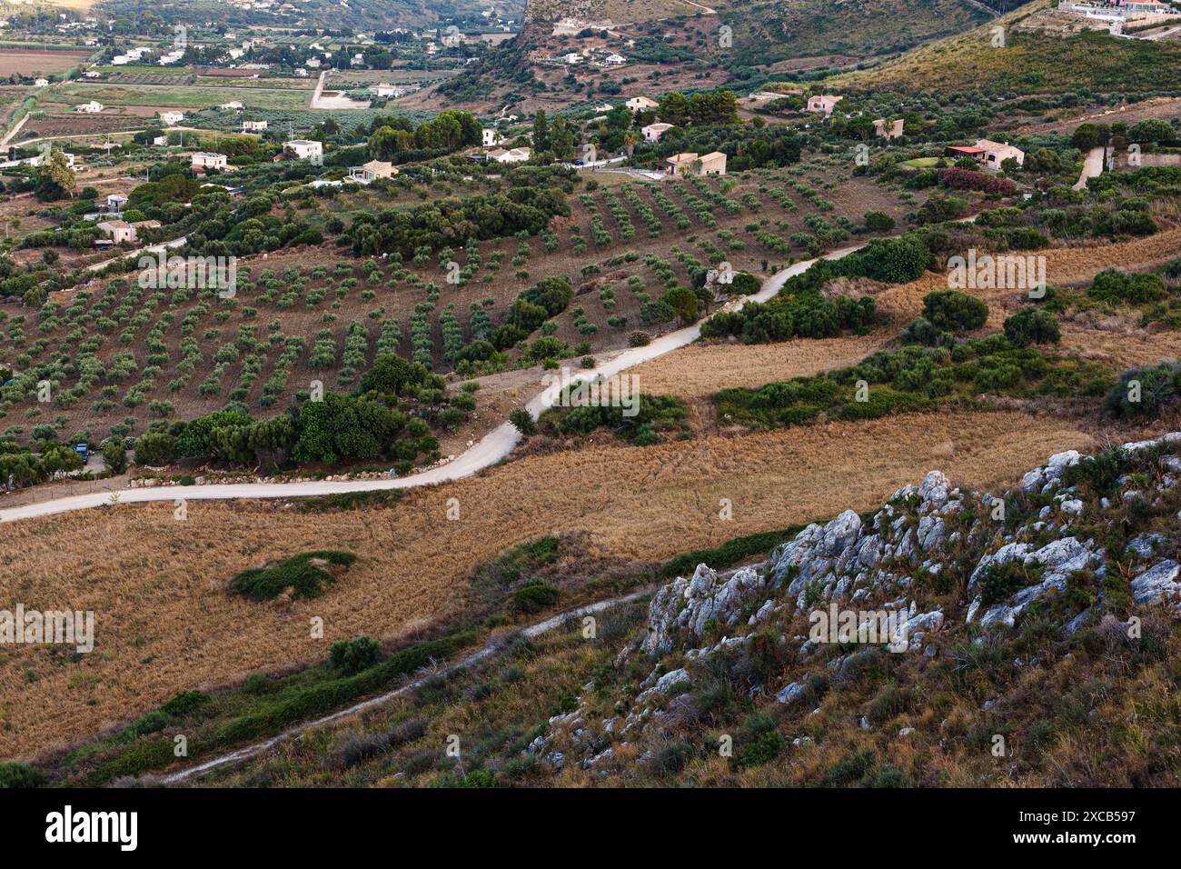 Vue aérienne des oliveraies en saison estivale à Scopello, Sicile. Italie Banque D'Images