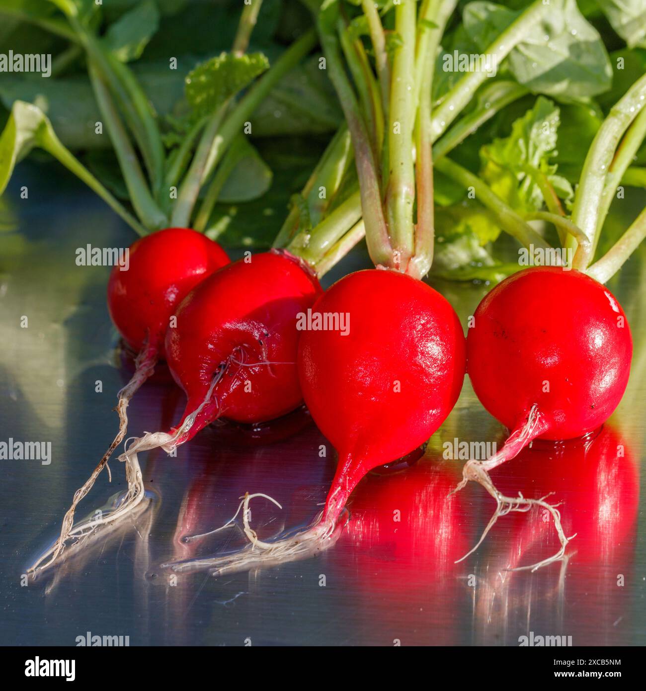 Radis, Rädisa (Raphanus sativus) Banque D'Images