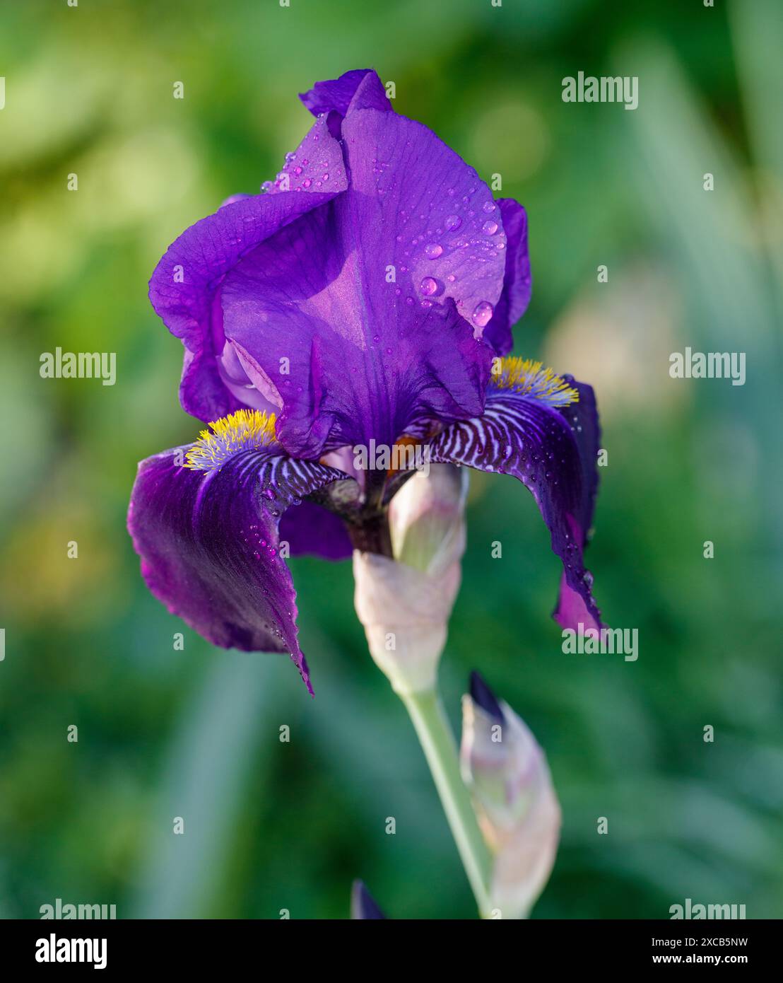 'Joanna' Grand Iris barbu, Tyskiris (Iris x germanica) Banque D'Images