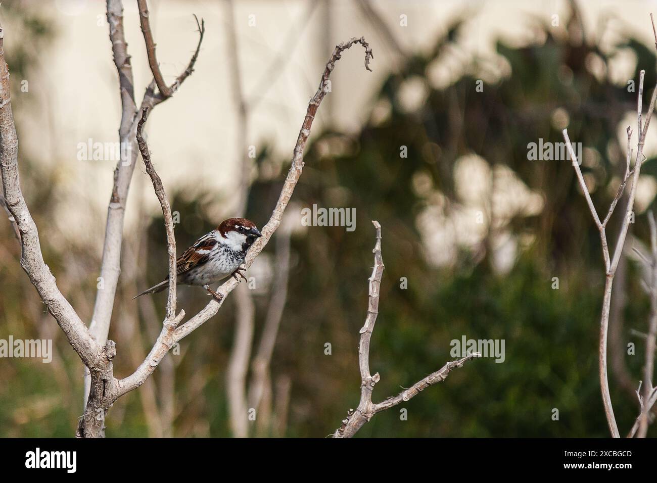 oiseau sur un arbre Banque D'Images