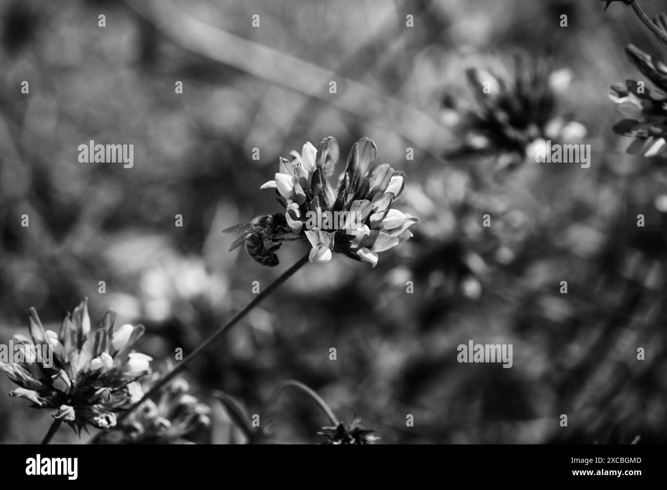 Cette photo en noir et blanc montre une abeille sauvage sur une fleur Banque D'Images