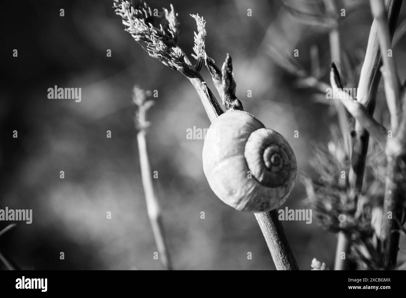 escargot sur une branche en noir et blanc Banque D'Images