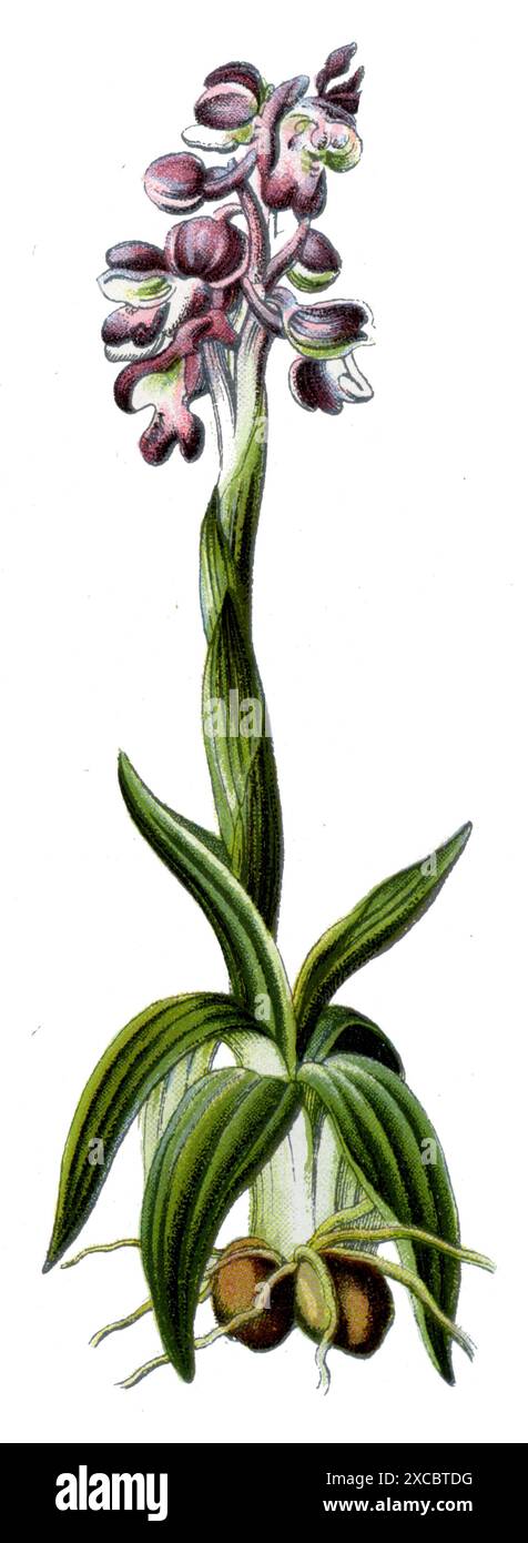 Orchidée à ailes vertes ou orchidée à veines vertes Orchis morio, (livre de botanique, 1909), Kleines Knabenkraut Banque D'Images