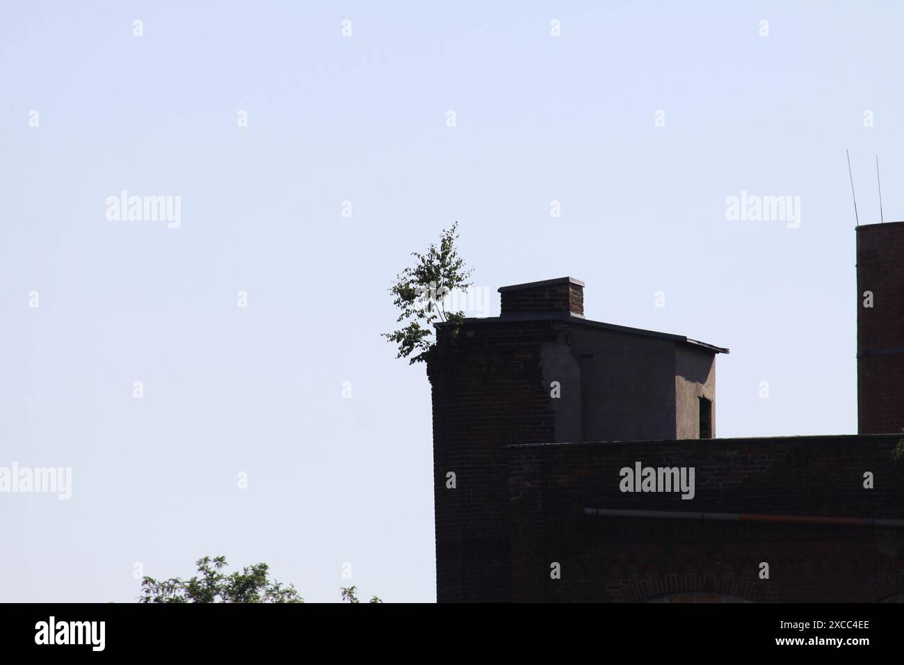 Une vieille structure en pierre avec un buisson vert sur son toit contre un ciel bleu clair Banque D'Images