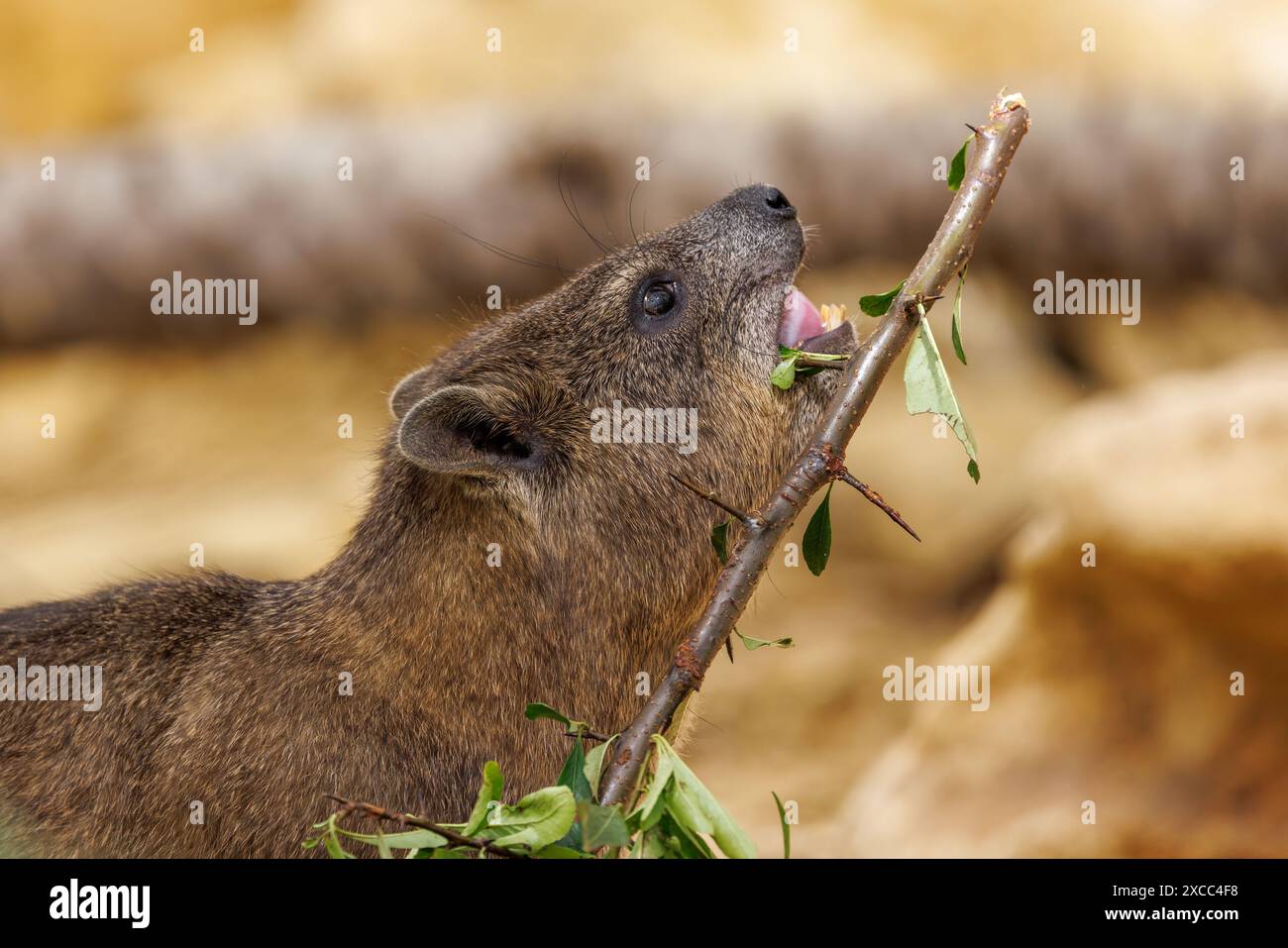 Hyrax de roche, Procavia capensis, aussi appelé dassie, hyrax de Cap, lapin de roche, et coney, est un mammifère terrestre de taille moyenne originaire d'Afrique et du M. Banque D'Images