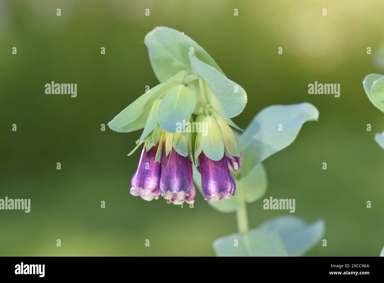 - Honeywort Cerinthe major Banque D'Images