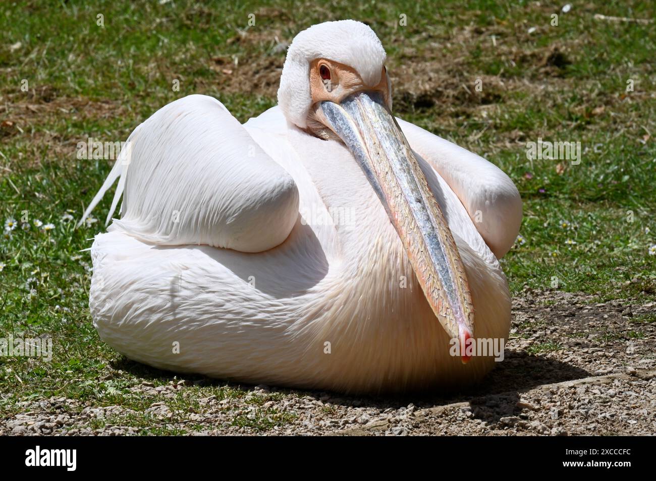 Pelican, (genre Pelicanus) St James Park, Londres, Royaume-Uni Banque D'Images