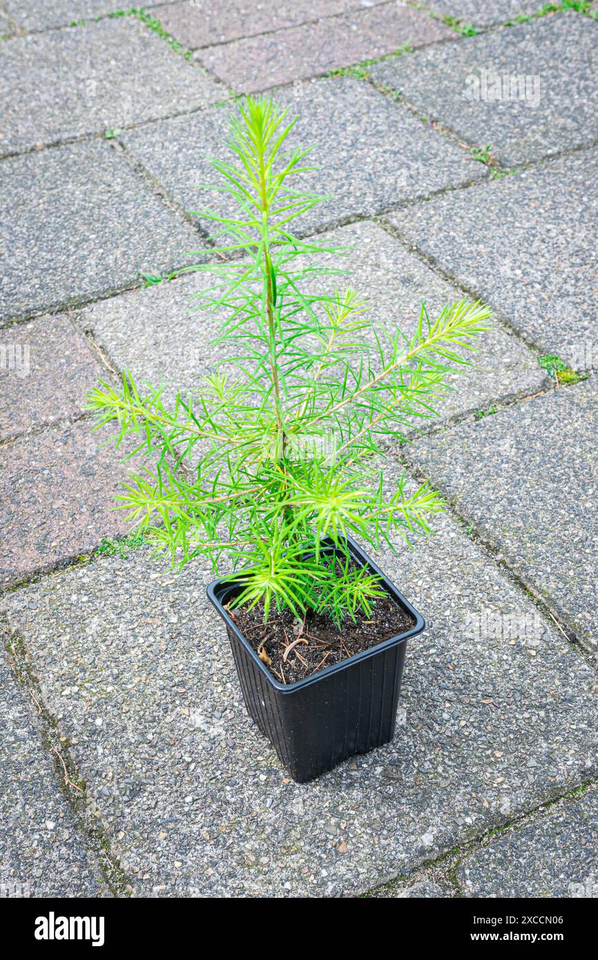 Semis de Larch (Larix decidua) âgé d'un an dans un récipient Banque D'Images