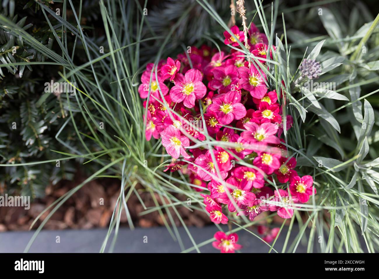 Saxifraga rosacée, ou saxifrage irlandais, est une plante herbacée de la famille des Saxifragaceae. Bannière Banque D'Images