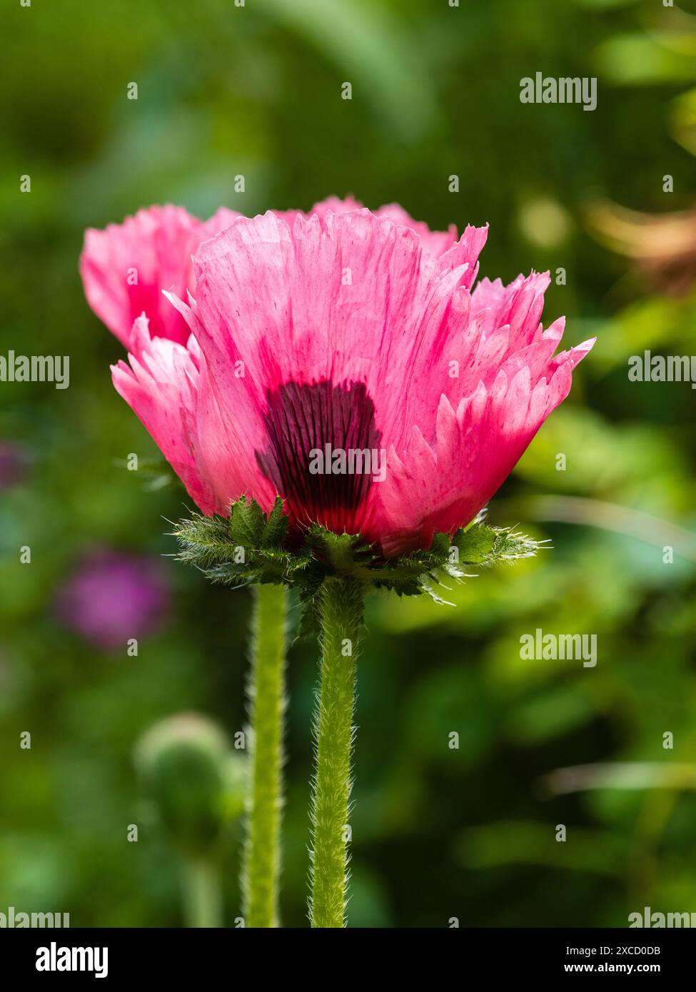 Floraison rétro-éclairée du début de l'été du coquelicot oriental vigoureux, Papaver orientale « Bolero » Banque D'Images