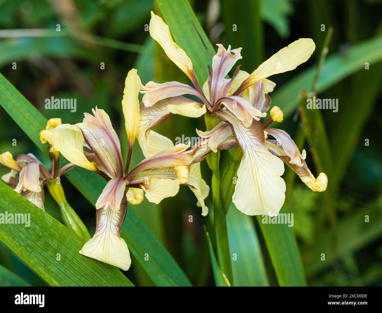 Forme fleurie jaune de l'iris puant vivace à feuilles persistantes, Iris foetidissima 'Citrina', une fleur sauvage britannique Banque D'Images