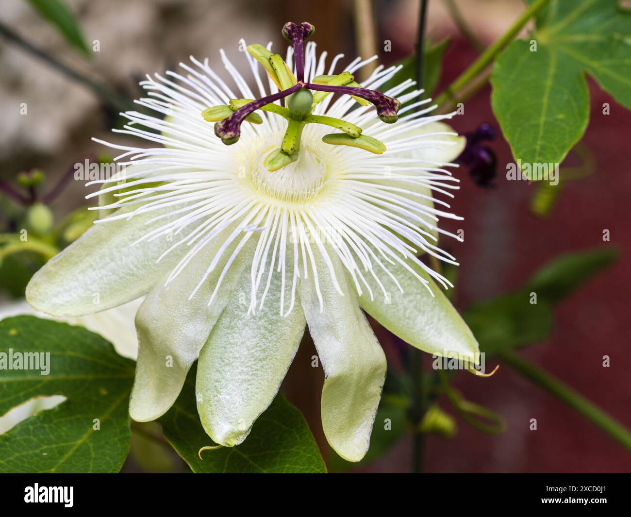 Fleur blanche teintée verte de la fleur de passion grimpante à tendon mi-robuste à robuste, Passiflora « Reine des neiges » Banque D'Images