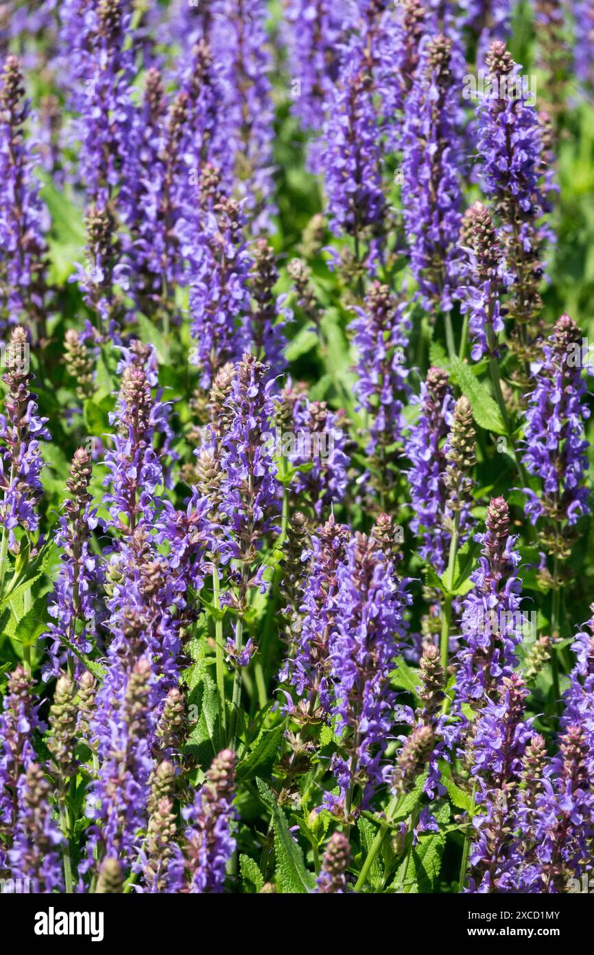 Bleu, Salvia nemorosa 'Blauhugel' fleur sauge Banque D'Images