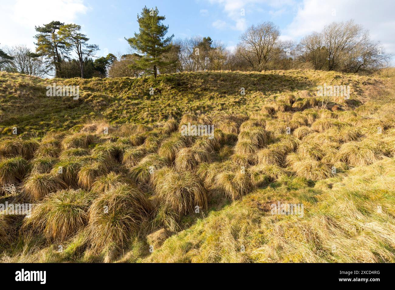 Tussocks en herbe, The Mineries, Somerset, Mendip, Royaume-Uni Banque D'Images