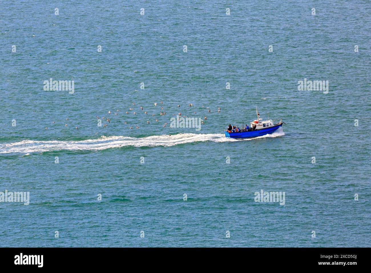 Bateau de pêche suivi de mouettes, île de Wight, Angleterre, Royaume-Uni Banque D'Images
