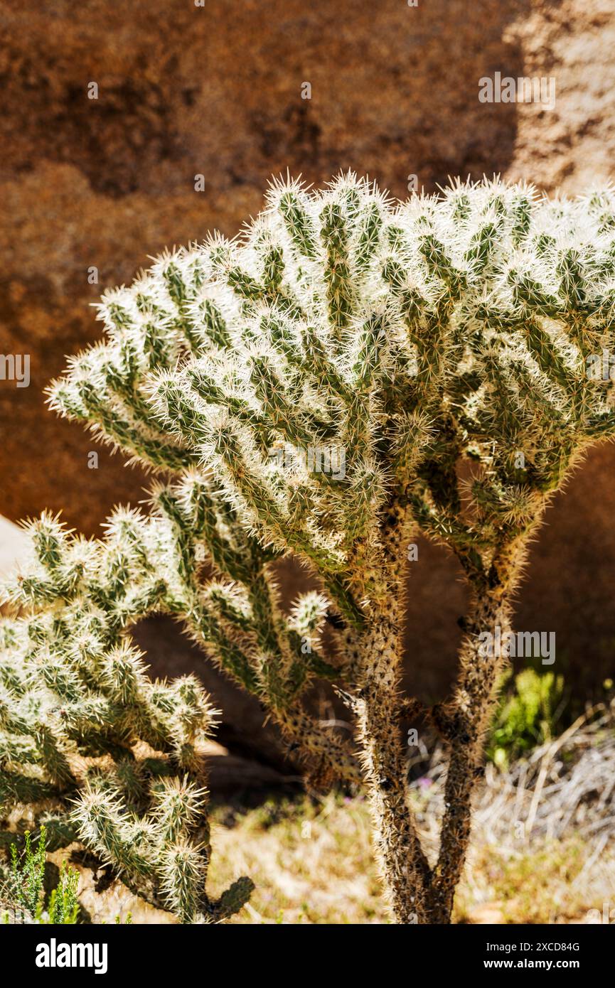 Cholla Cactus ; Joshua Tree National Park ; Californie du Sud ; États-Unis Banque D'Images