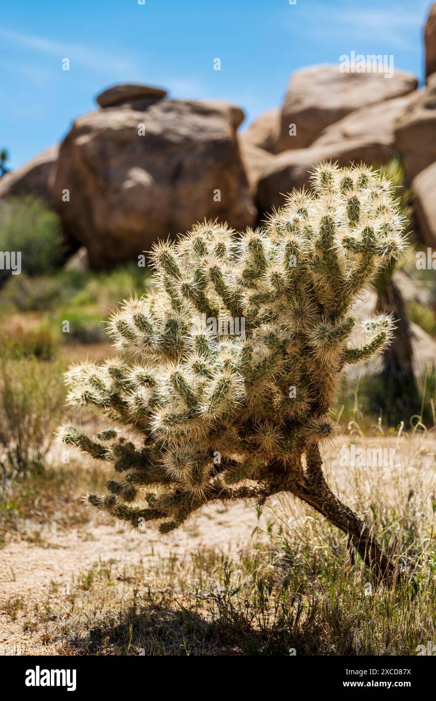 Cholla Cactus ; Joshua Tree National Park ; Californie du Sud ; États-Unis Banque D'Images