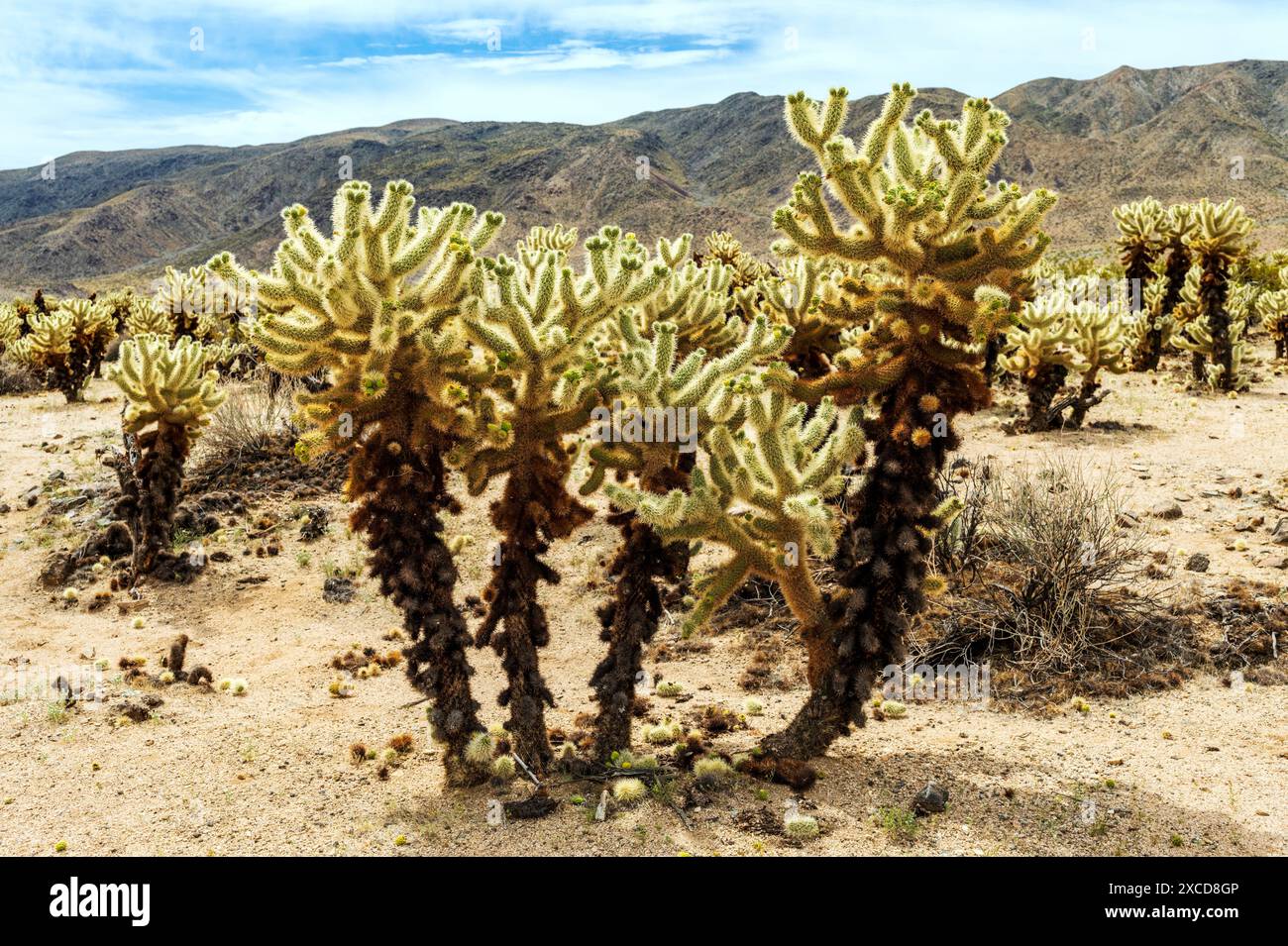 Cholla Cactus Garden ; Joshua Tree National Park ; Californie du Sud ; États-Unis Banque D'Images
